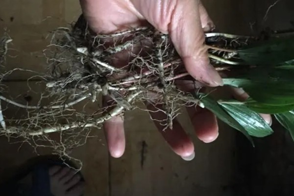 养殖玉竹的方法，夏季不能受到暴晒