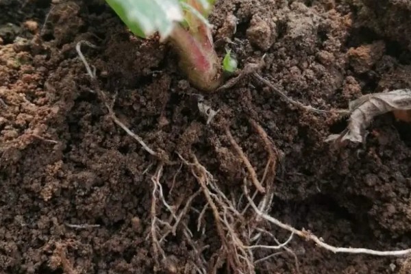 养殖玉竹的方法，夏季不能受到暴晒