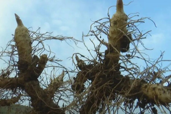 养殖玉竹的方法，夏季不能受到暴晒