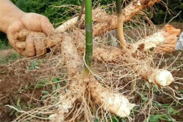 养殖玉竹的方法，夏季不能受到暴晒