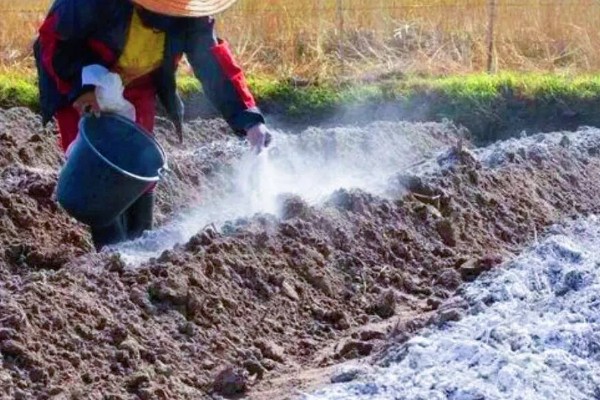 养殖玉竹的方法，夏季不能受到暴晒