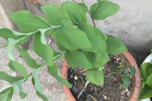 养殖玉竹的方法，夏季不能受到暴晒