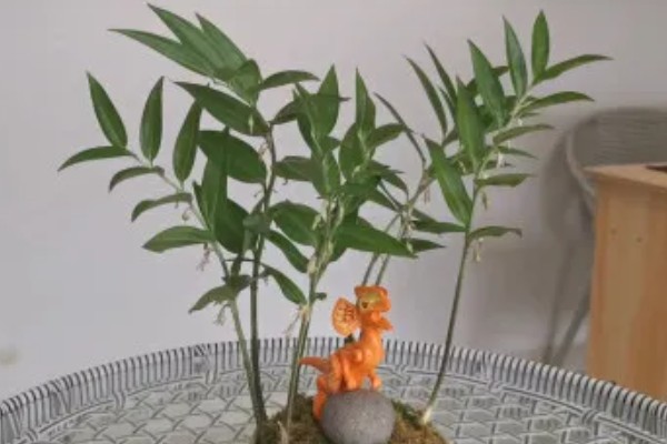 养殖玉竹的方法，夏季不能受到暴晒