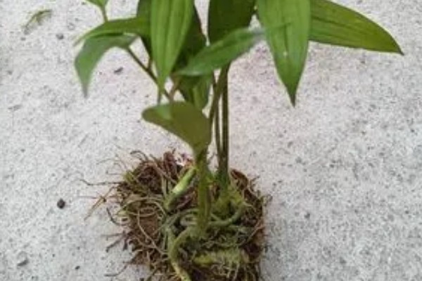 养殖玉竹的方法，夏季不能受到暴晒