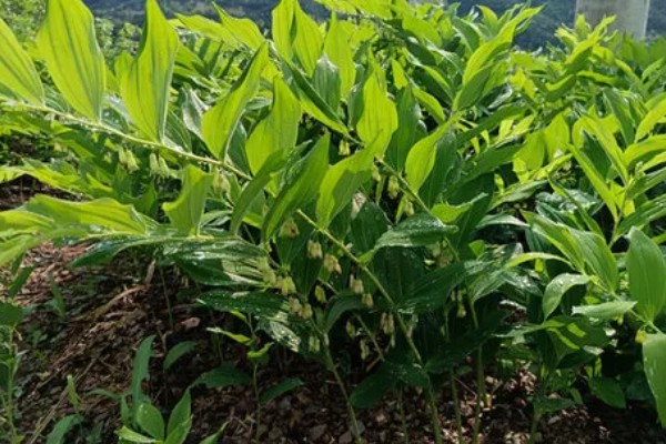 养殖玉竹的方法，夏季不能受到暴晒