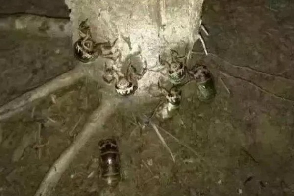 知了猴的养殖方法，土壤一定不可太干燥