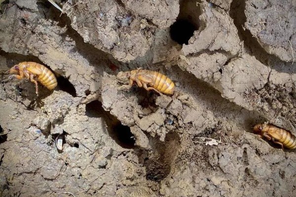 知了猴的养殖方法，土壤一定不可太干燥