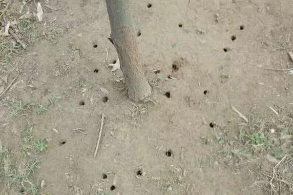 知了猴的养殖方法，土壤一定不可太干燥