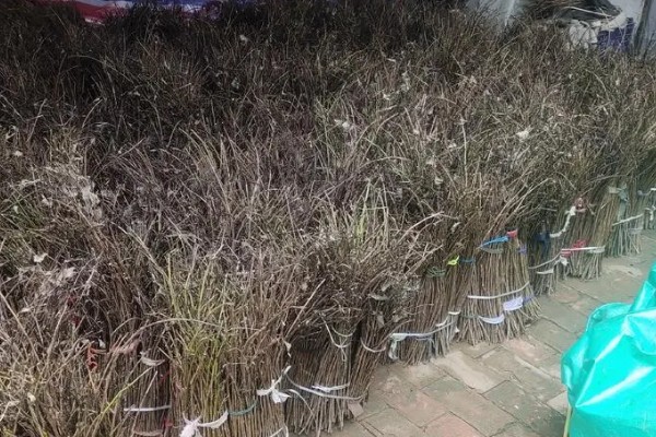 知了猴的养殖方法，土壤一定不可太干燥