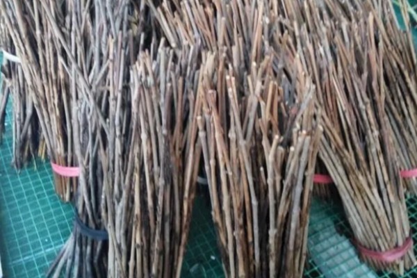 知了猴的养殖方法，土壤一定不可太干燥