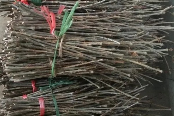 知了猴的养殖方法，土壤一定不可太干燥