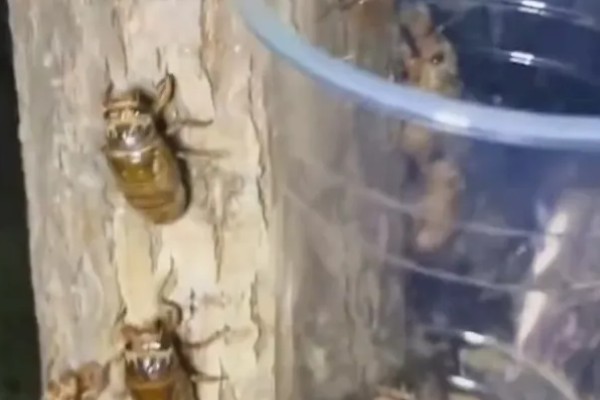 知了猴的养殖方法，土壤一定不可太干燥