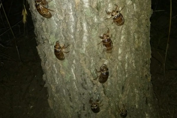 知了猴的养殖方法，土壤一定不可太干燥