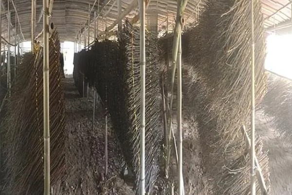 知了猴的养殖方法，土壤一定不可太干燥