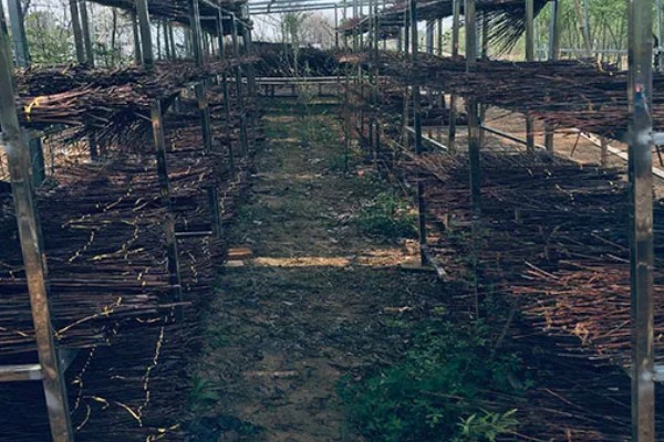 知了猴的养殖方法，土壤一定不可太干燥