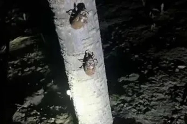 知了猴的养殖方法，土壤一定不可太干燥