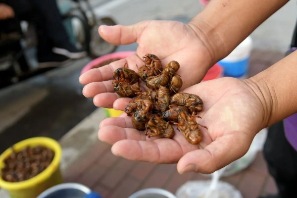 知了猴的养殖方法，土壤一定不可太干燥