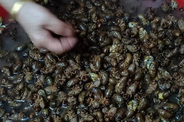 知了猴的养殖方法，土壤一定不可太干燥