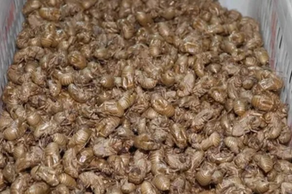 知了猴的养殖方法，土壤一定不可太干燥