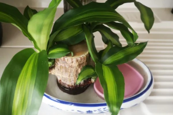 巴西木怎么养殖，每隔2-3天浇一次水