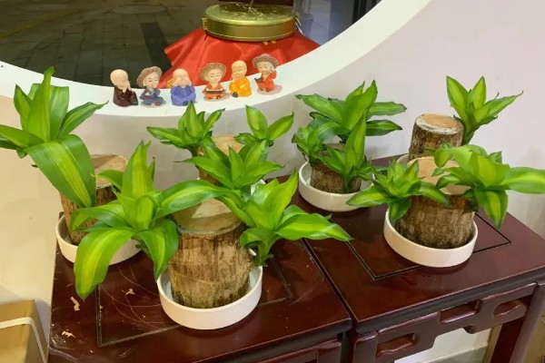 巴西木怎么养殖，每隔2-3天浇一次水