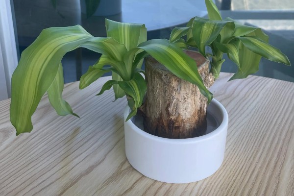 巴西木怎么养殖，每隔2-3天浇一次水