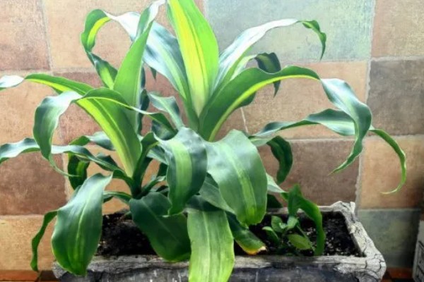 巴西木怎么养殖，每隔2-3天浇一次水