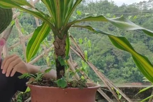 巴西木怎么养殖，每隔2-3天浇一次水