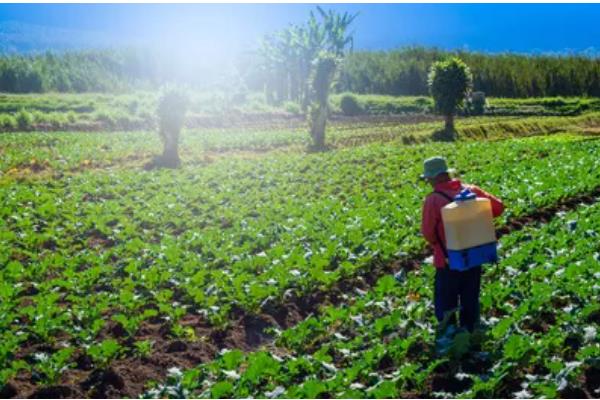 精喹禾灵除草几天见效,大概七天就可以见效