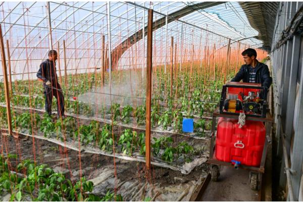 精喹禾灵除草几天见效,大概七天就可以见效