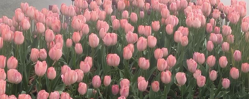 郁金香的颜色，常见黄色、白色、粉色等类型