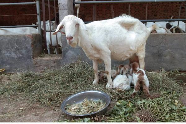 小羊羔出生多久可以喂饲料，哺乳半个月后即可喂食