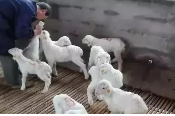 小羊羔出生多久可以喂饲料，哺乳半个月后即可喂食