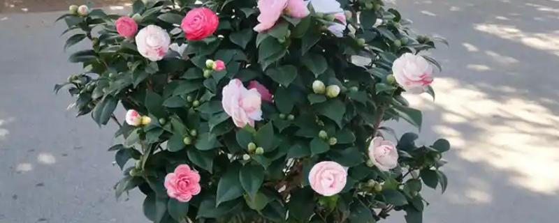 茶花从露色到开花所需时间，通常经过90多天就会开放