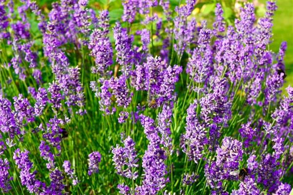 薰衣草是不是花，属于唇形科、薰衣草属花卉