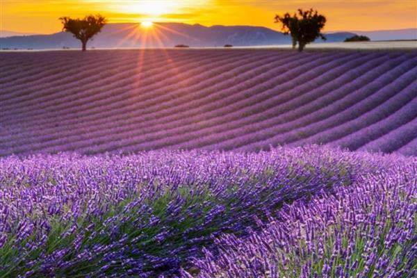 薰衣草是不是花，属于唇形科、薰衣草属花卉