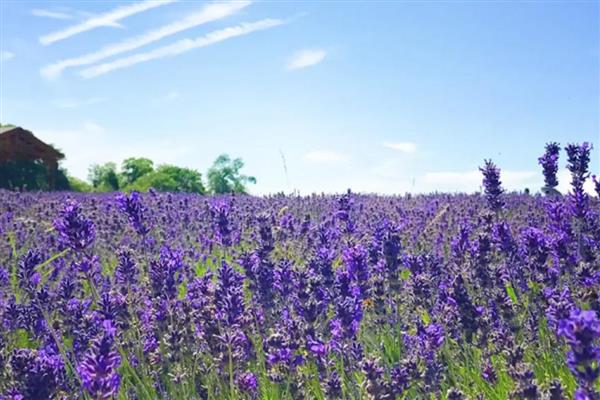 薰衣草是不是花，属于唇形科、薰衣草属花卉