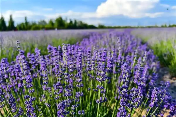薰衣草是不是花，属于唇形科、薰衣草属花卉