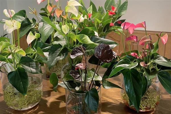 红掌冬季水培方法,每周换一次水
