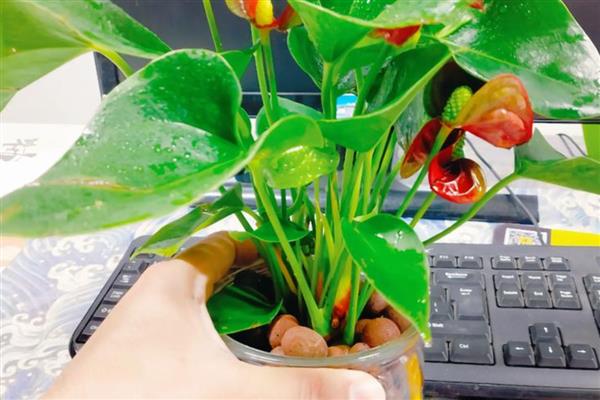 红掌冬季水培方法,每周换一次水