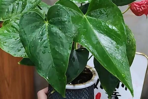 红掌冬季水培方法,每周换一次水