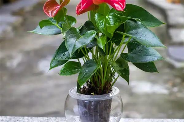 红掌冬季水培方法,每周换一次水