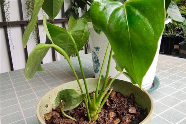 红掌冬季水培方法,每周换一次水