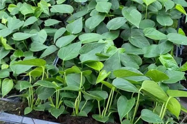 红掌冬季水培方法,每周换一次水