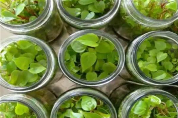 红掌冬季水培方法,每周换一次水