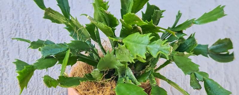 蟹爪兰花期的养护方法，每隔1个月追施一次复合肥