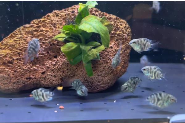 迷你鹦鹉鱼苗需要打氧吗,最好打氧