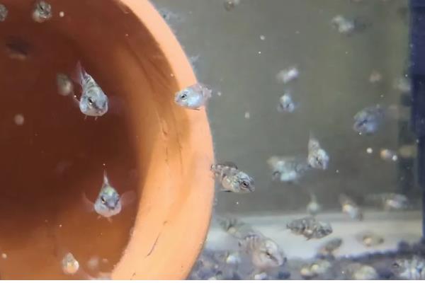 迷你鹦鹉鱼苗需要打氧吗,最好打氧
