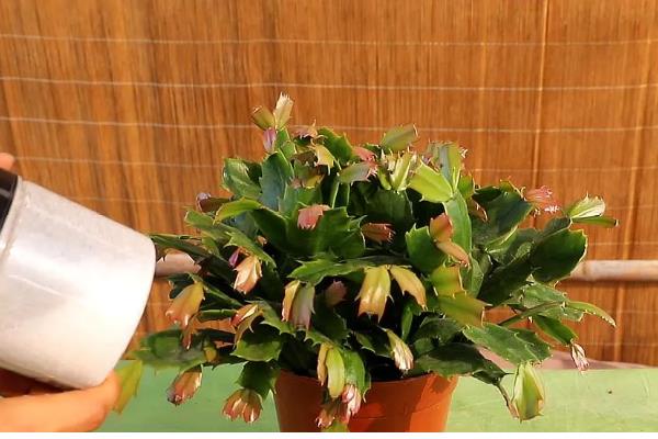 蟹爪兰花期的养护方法，每隔1个月追施一次复合肥