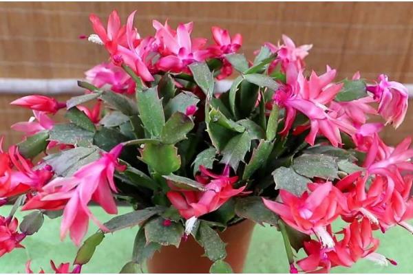 蟹爪兰花期的养护方法，每隔1个月追施一次复合肥
